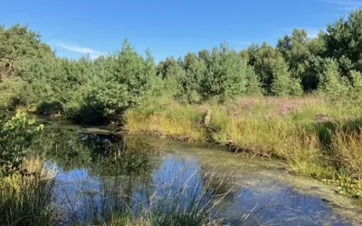 « Peatland Peers » – Recherche de participant.e.s : projet de protection des tourbières